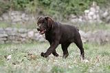 LABRADOR 882